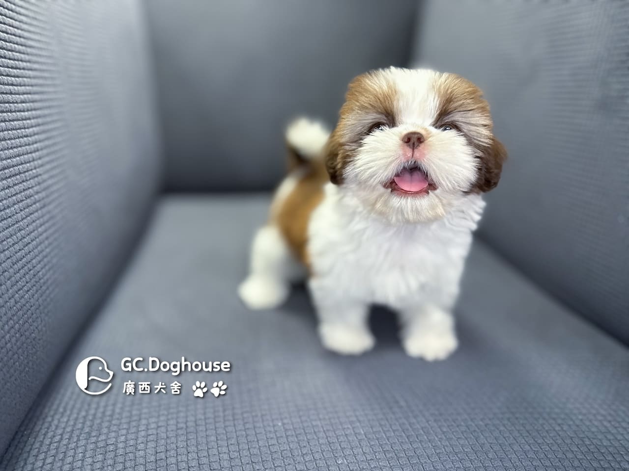 西施犬-妹妹 (3462):圖片 13