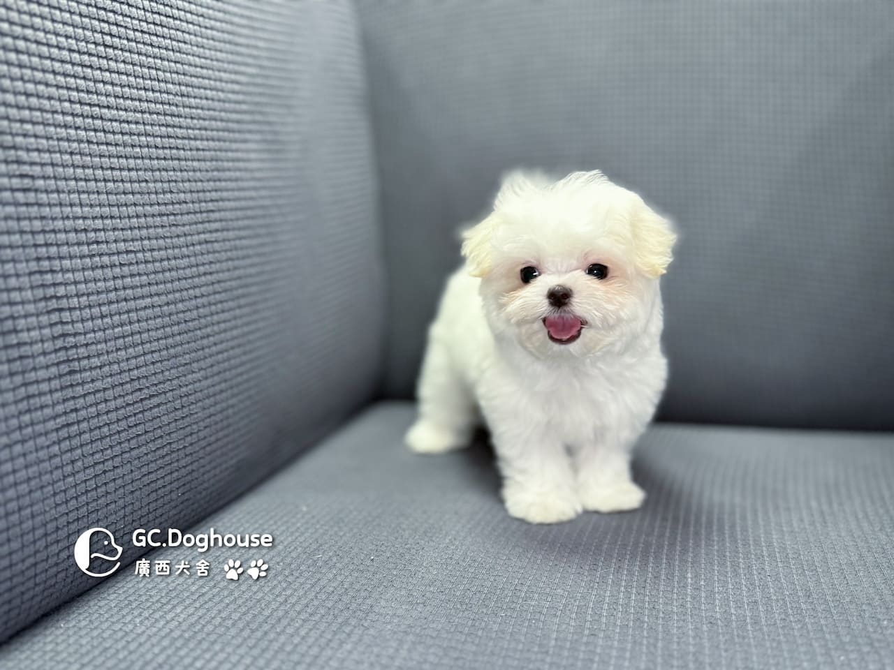 茶杯型瑪爾濟斯-妹妹 (3479)