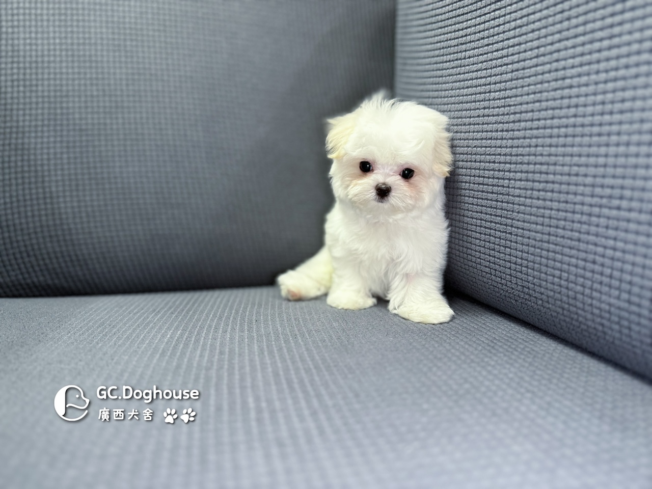 茶杯型瑪爾濟斯-妹妹 (3479):圖片 11