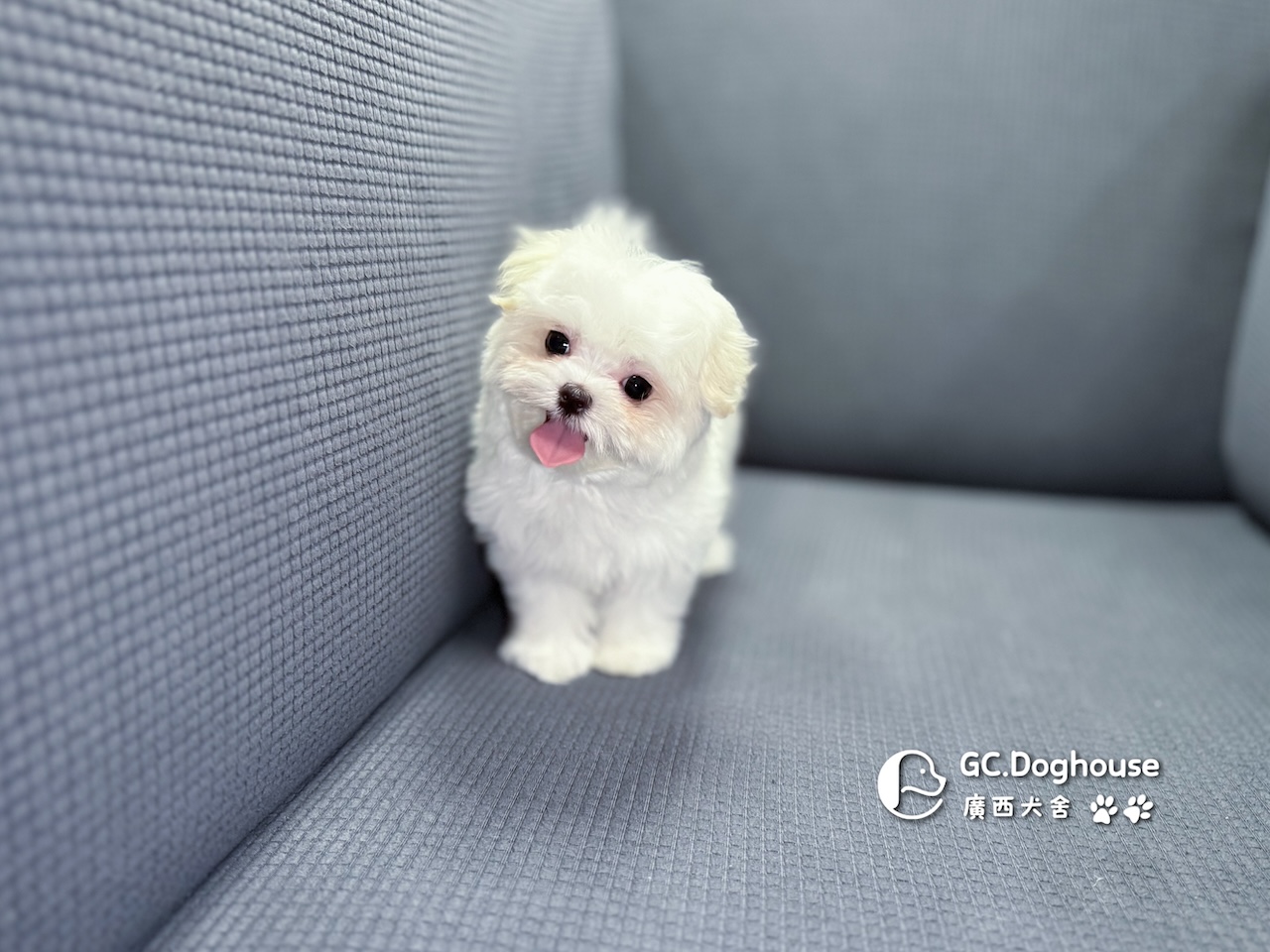 茶杯型瑪爾濟斯-妹妹 (3479):圖片 10