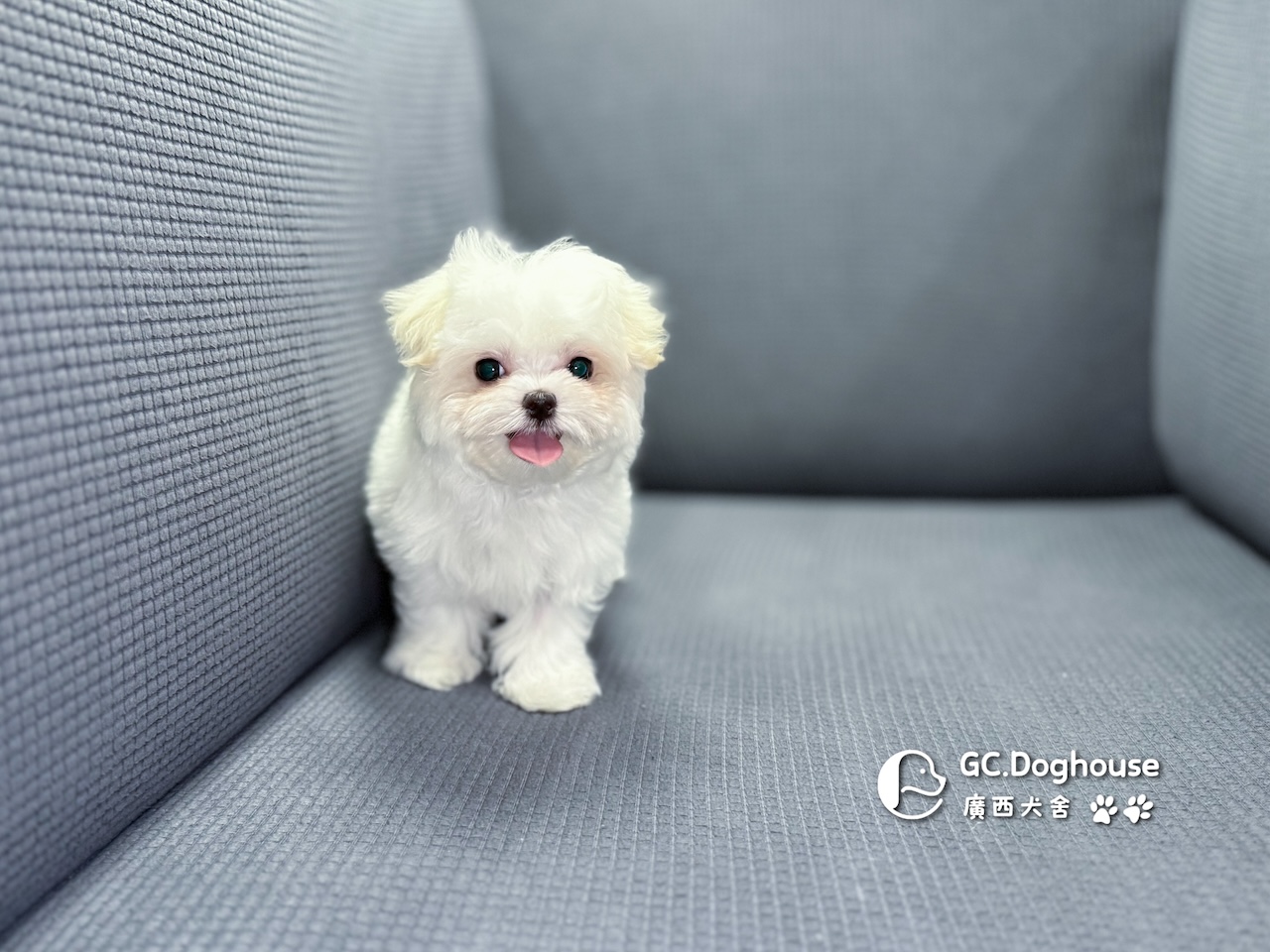 茶杯型瑪爾濟斯-妹妹 (3479):圖片 9