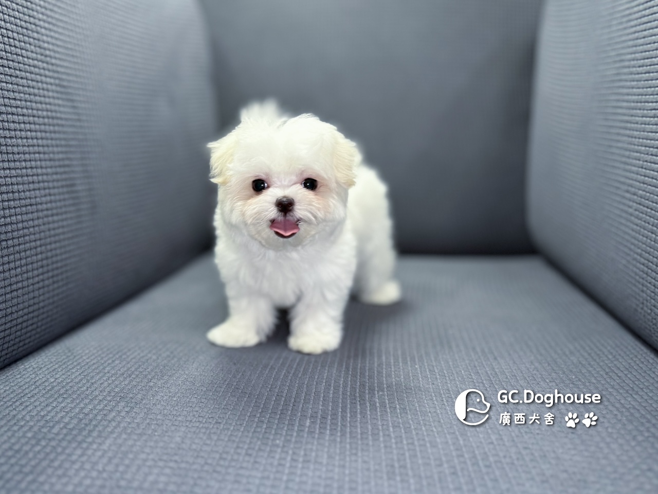 茶杯型瑪爾濟斯-妹妹 (3479):圖片 8