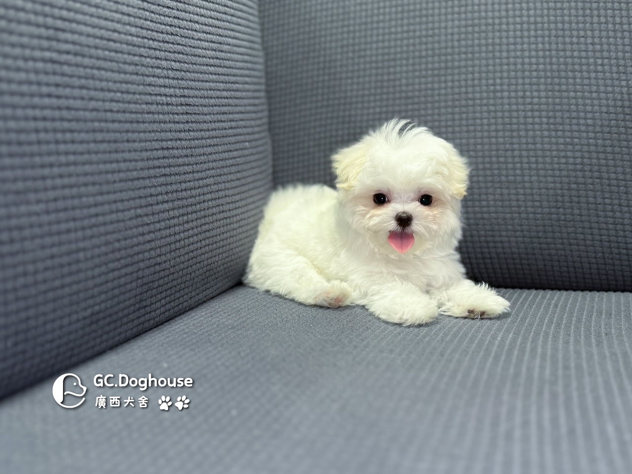 茶杯型瑪爾濟斯-妹妹 (3479):圖片 6