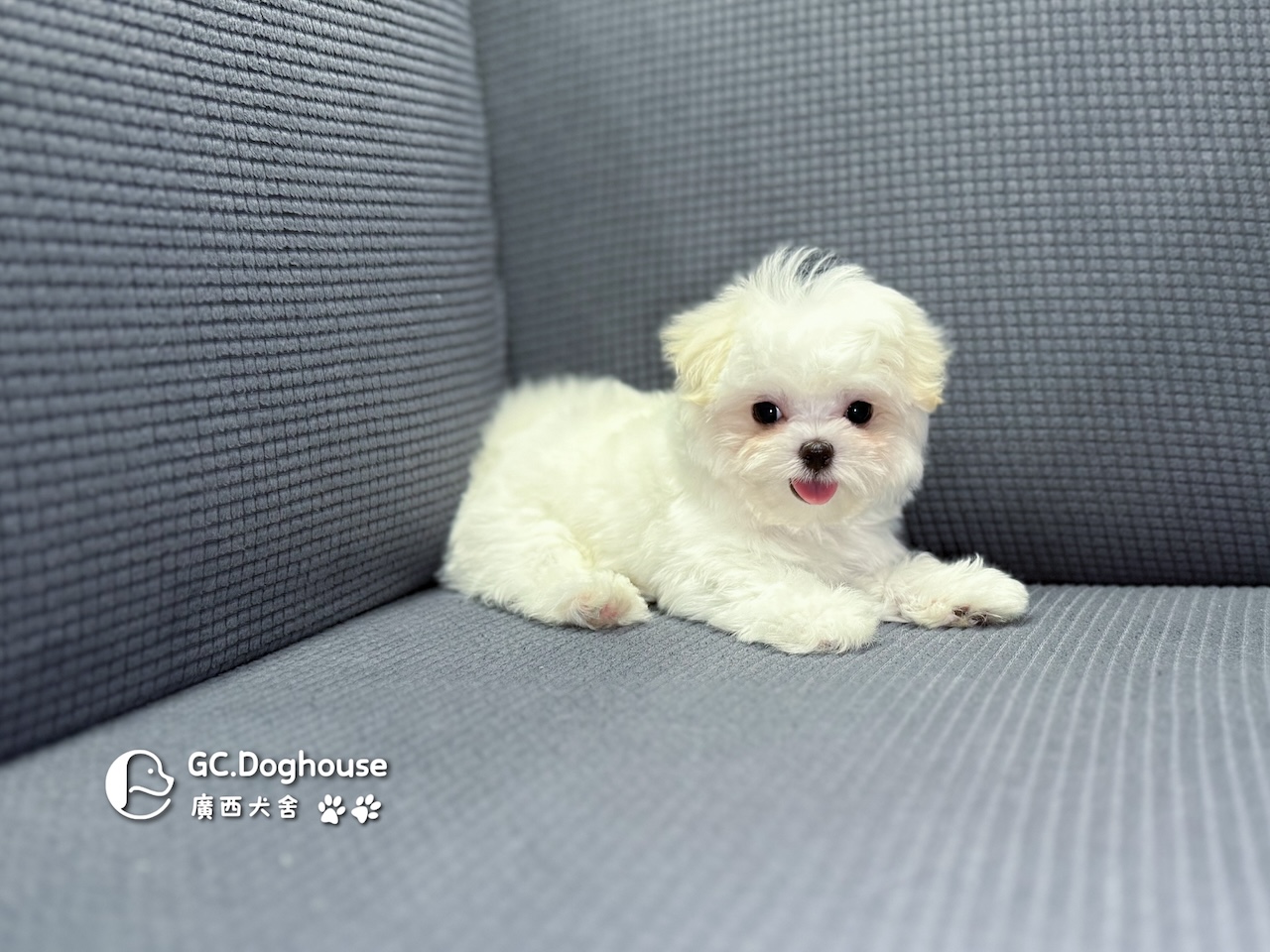 茶杯型瑪爾濟斯-妹妹 (3479):圖片 5