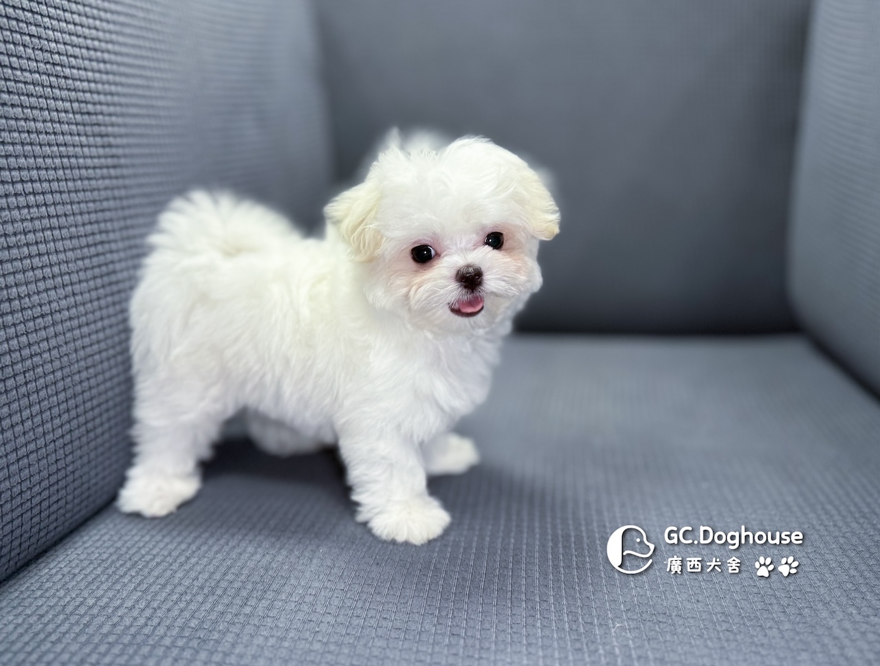 茶杯型瑪爾濟斯-妹妹 (3479):圖片 4