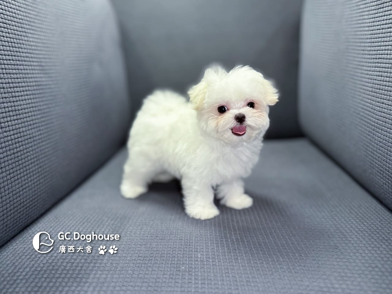 茶杯型瑪爾濟斯-妹妹 (3479):圖片 3