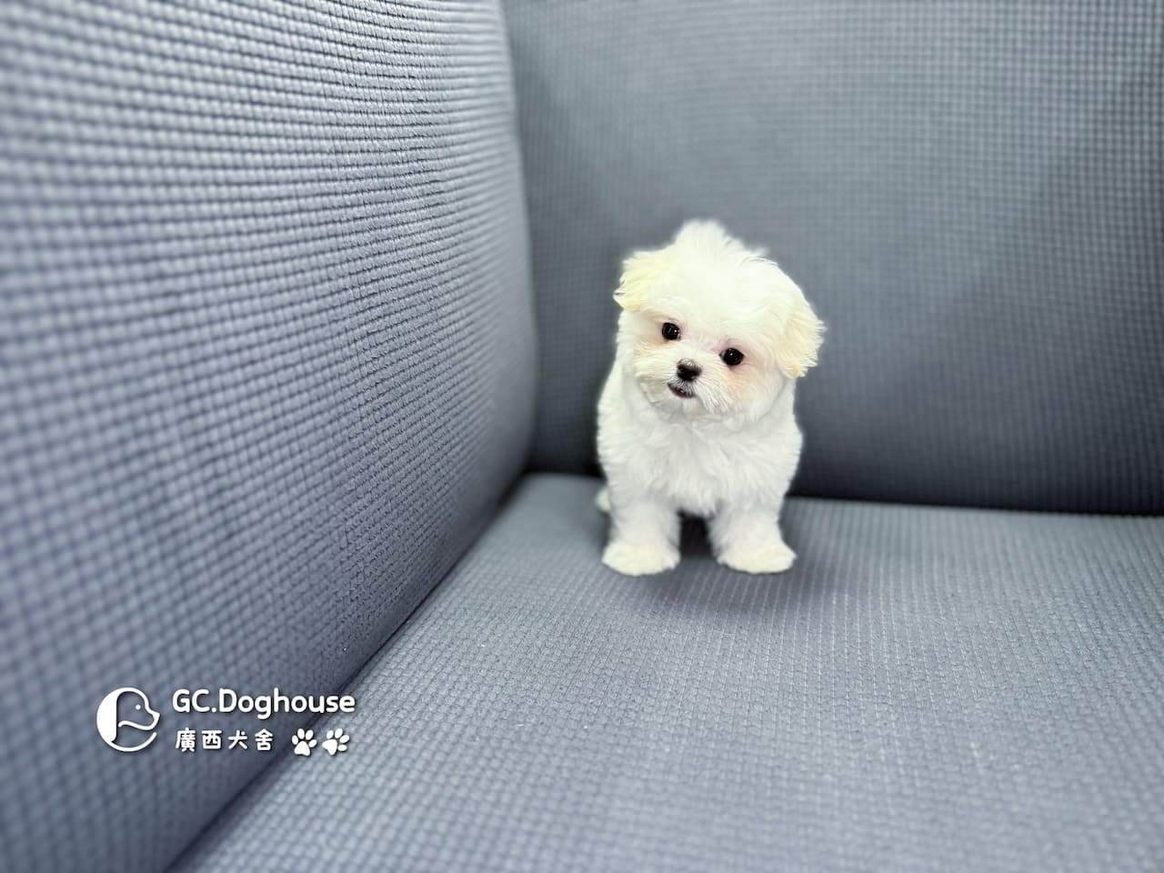 茶杯型瑪爾濟斯-妹妹 (3479):圖片 2