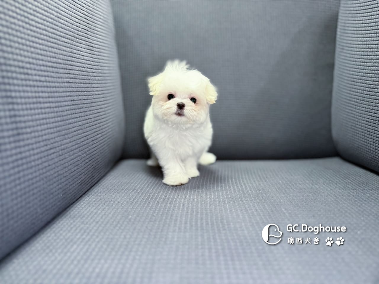 茶杯型瑪爾濟斯-妹妹 (3479):圖片 18