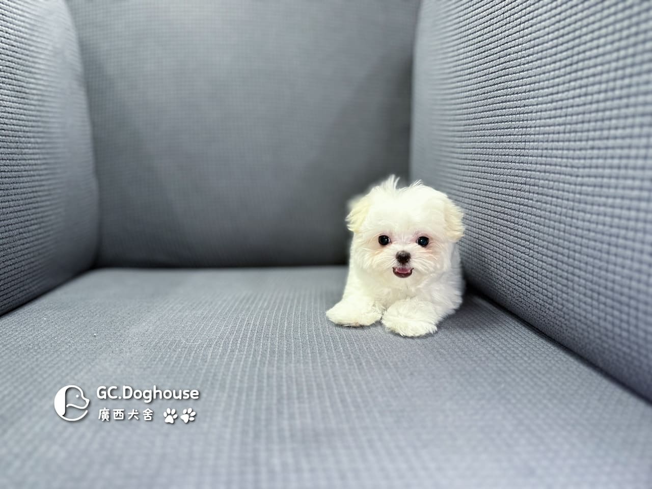 茶杯型瑪爾濟斯-妹妹 (3479):圖片 17