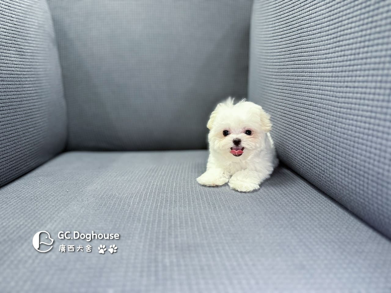 茶杯型瑪爾濟斯-妹妹 (3479):圖片 16