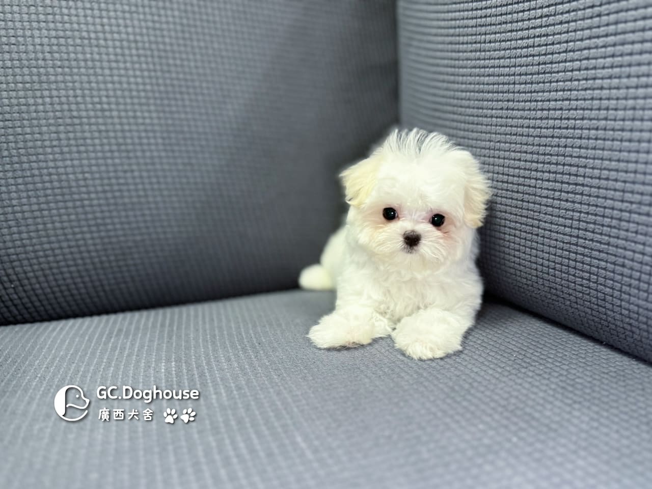 茶杯型瑪爾濟斯-妹妹 (3479):圖片 14