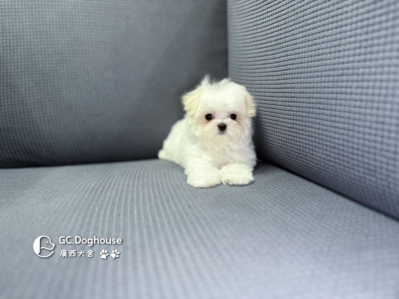 茶杯型瑪爾濟斯-妹妹 (3479):圖片 12