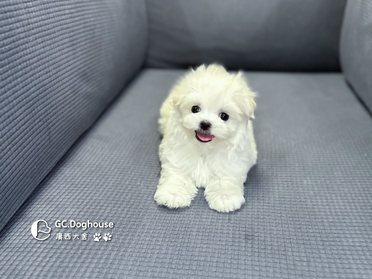 迷你瑪爾濟斯-弟弟 (3491)