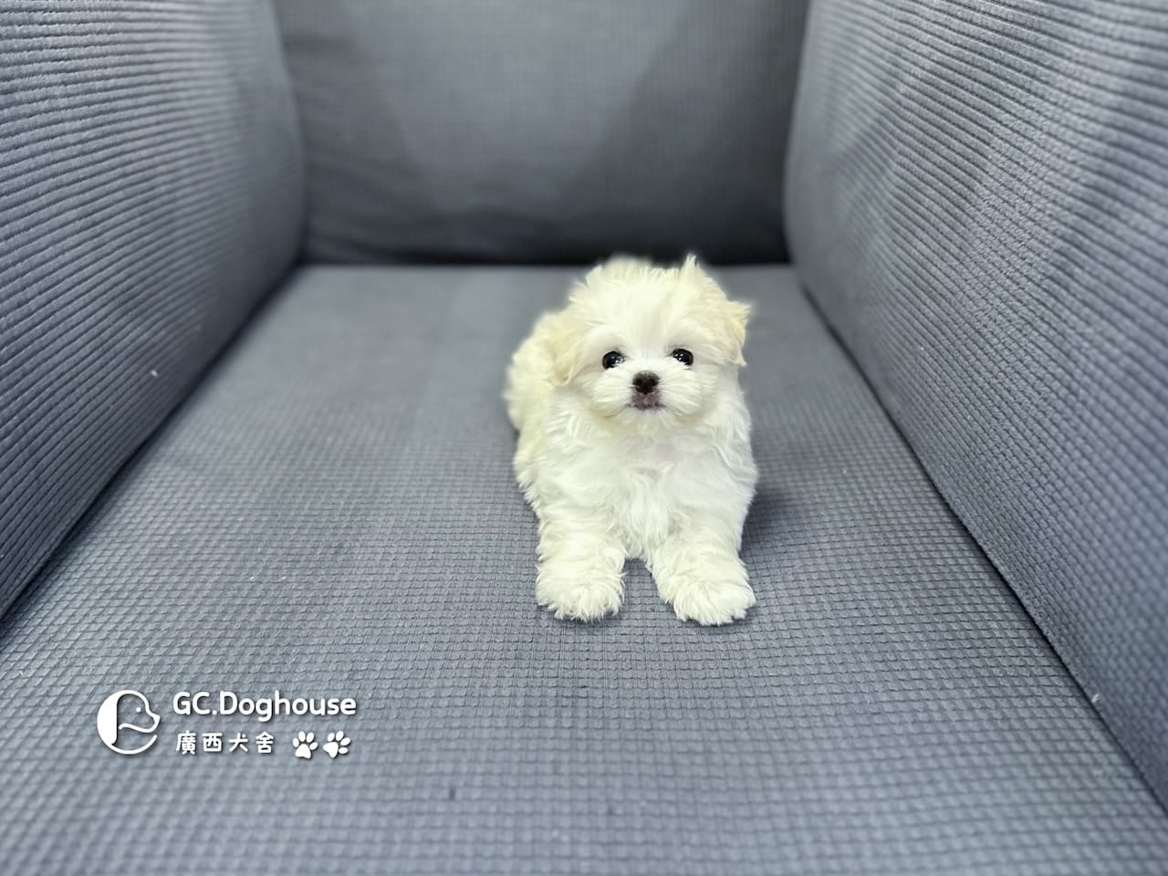 迷你瑪爾濟斯-弟弟 (3491):圖片 2