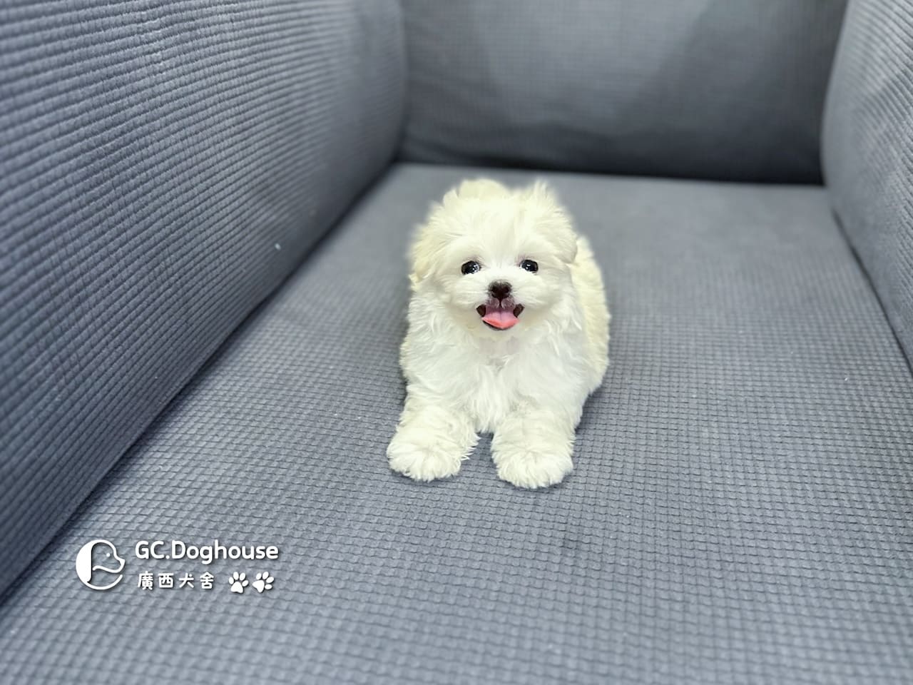 迷你瑪爾濟斯-弟弟 (3491):圖片 17