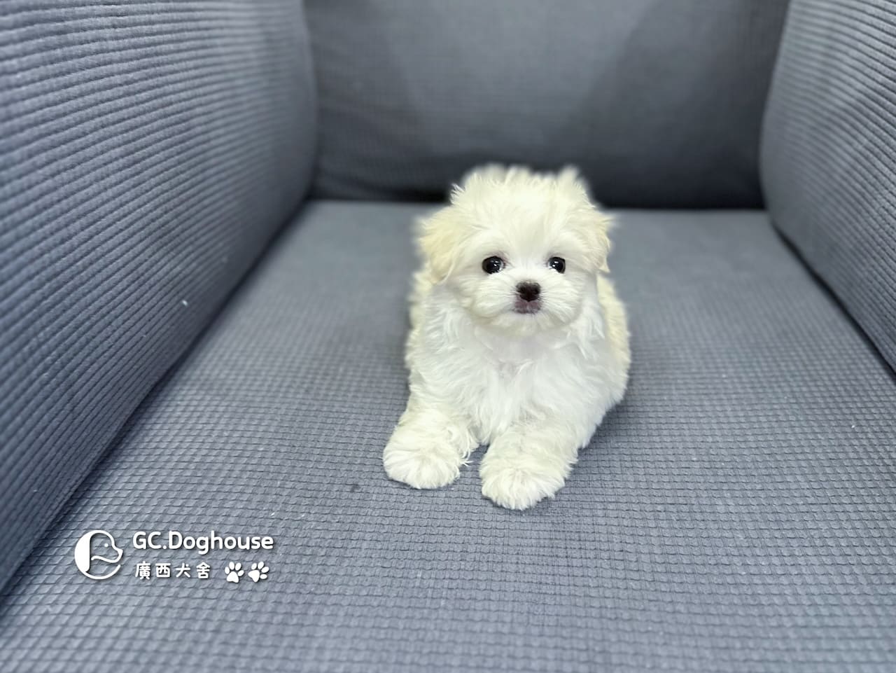 迷你瑪爾濟斯-弟弟 (3491):圖片 15