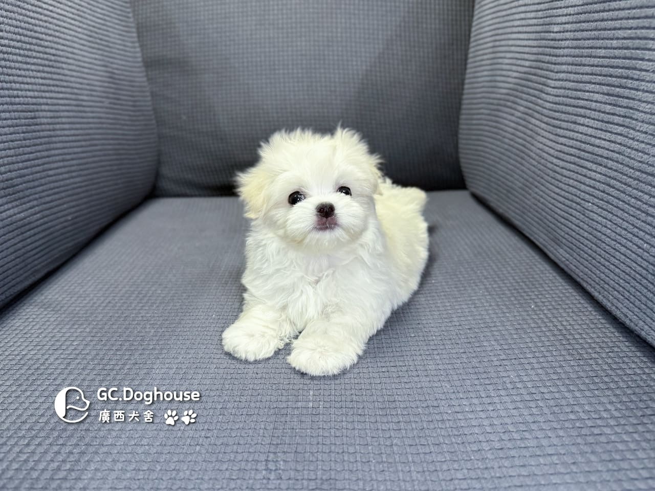 迷你瑪爾濟斯-弟弟 (3491):圖片 12