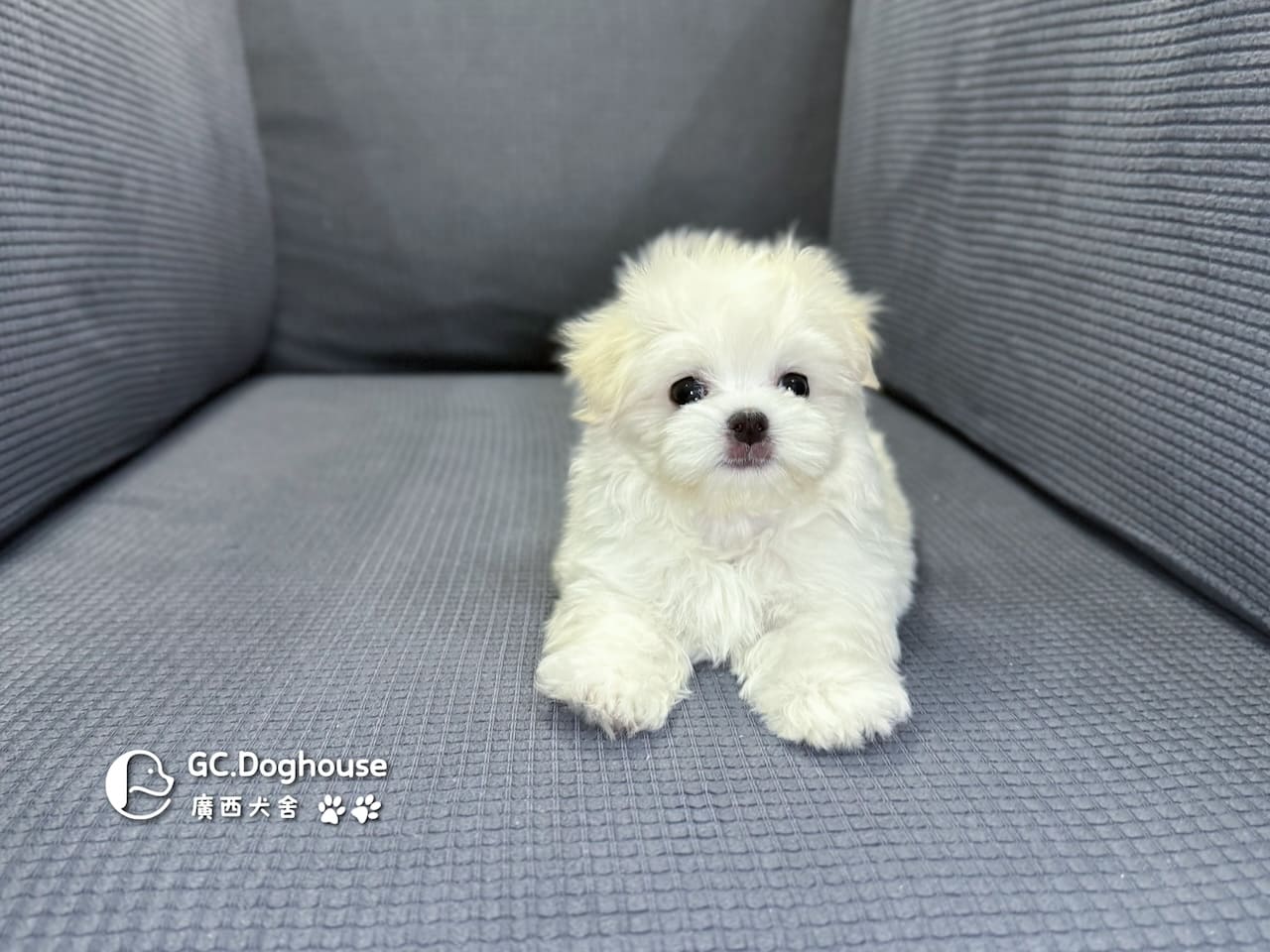 迷你瑪爾濟斯-弟弟 (3491):圖片 9