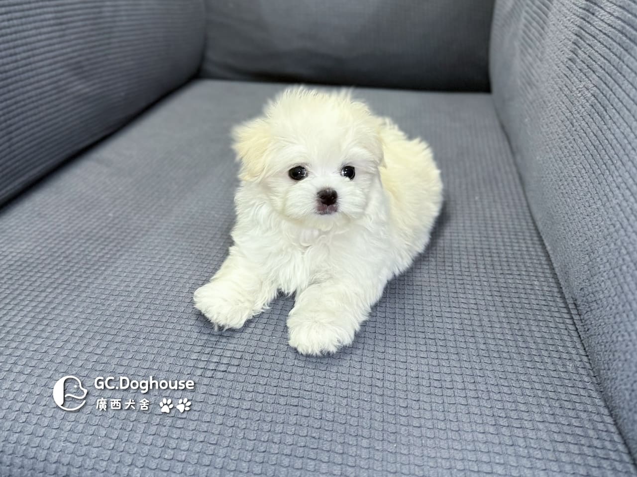 迷你瑪爾濟斯-弟弟 (3491):圖片 8