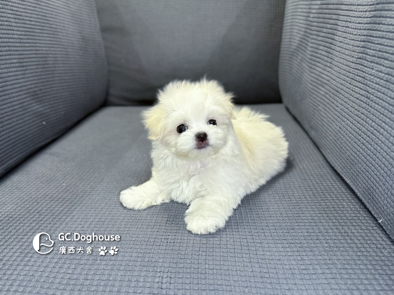 迷你瑪爾濟斯-弟弟 (3491):圖片 6