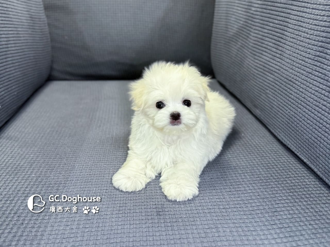 迷你瑪爾濟斯-弟弟 (3491):圖片 5