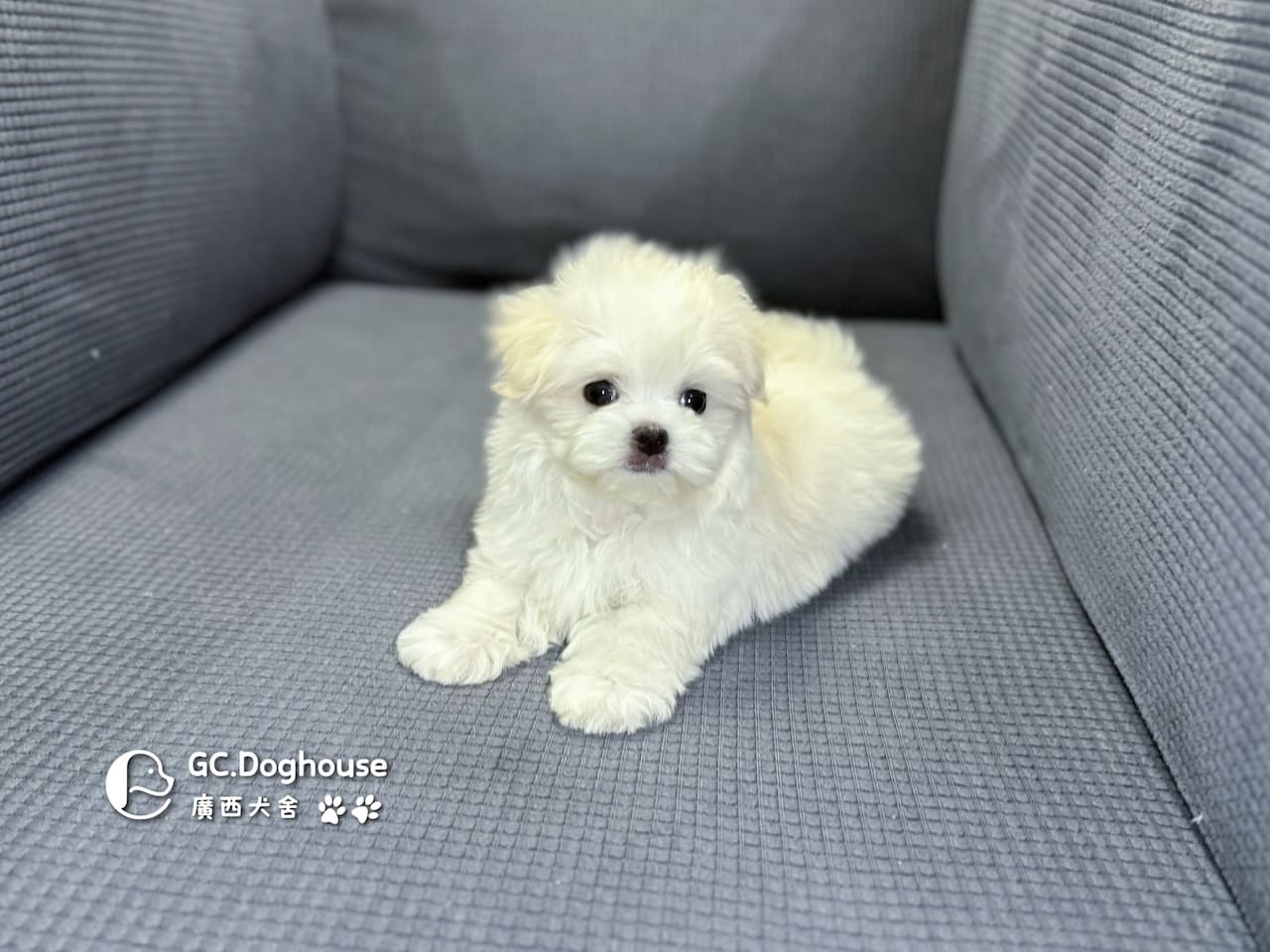 迷你瑪爾濟斯-弟弟 (3491):圖片 4