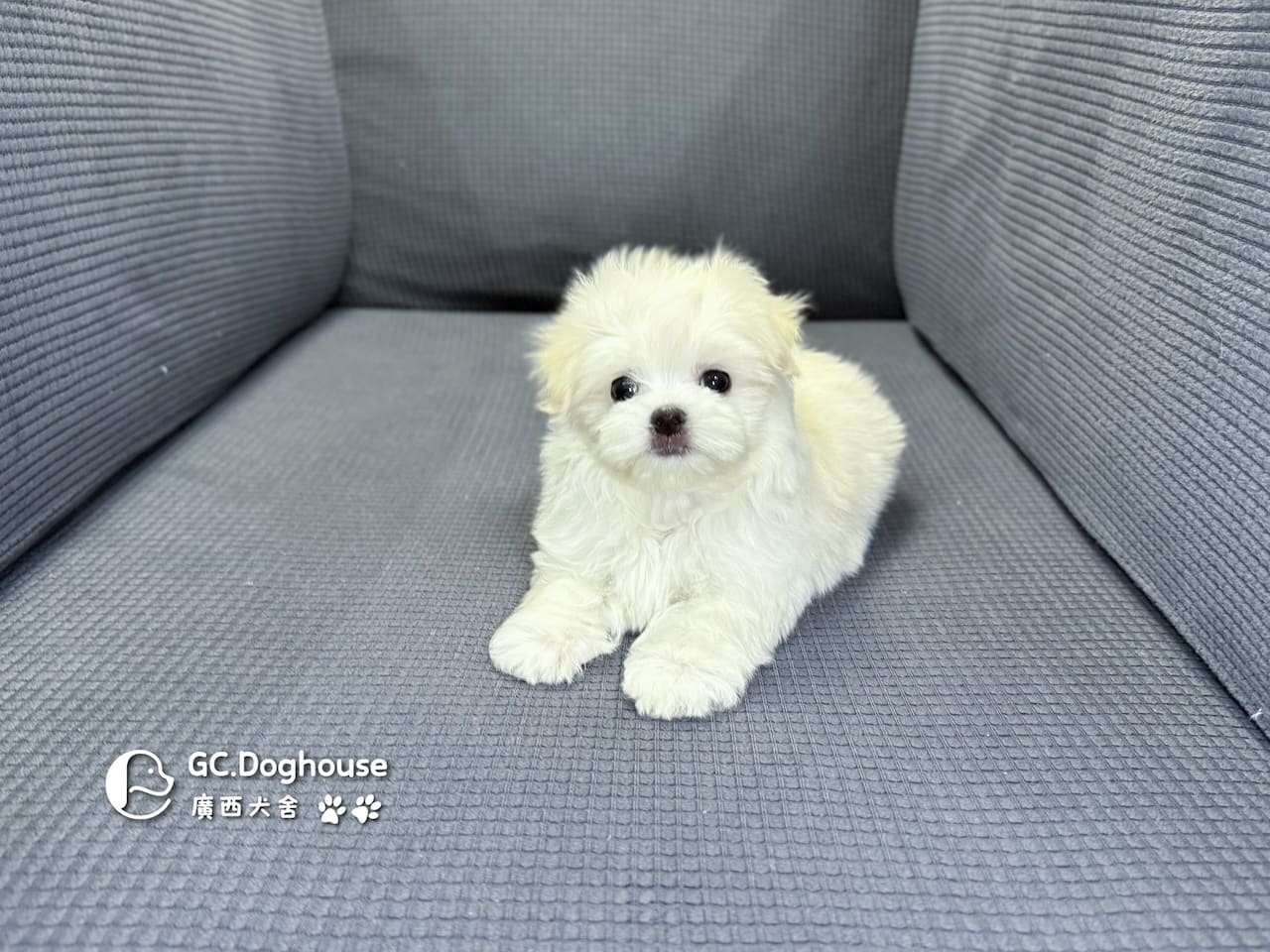 迷你瑪爾濟斯-弟弟 (3491):圖片 3