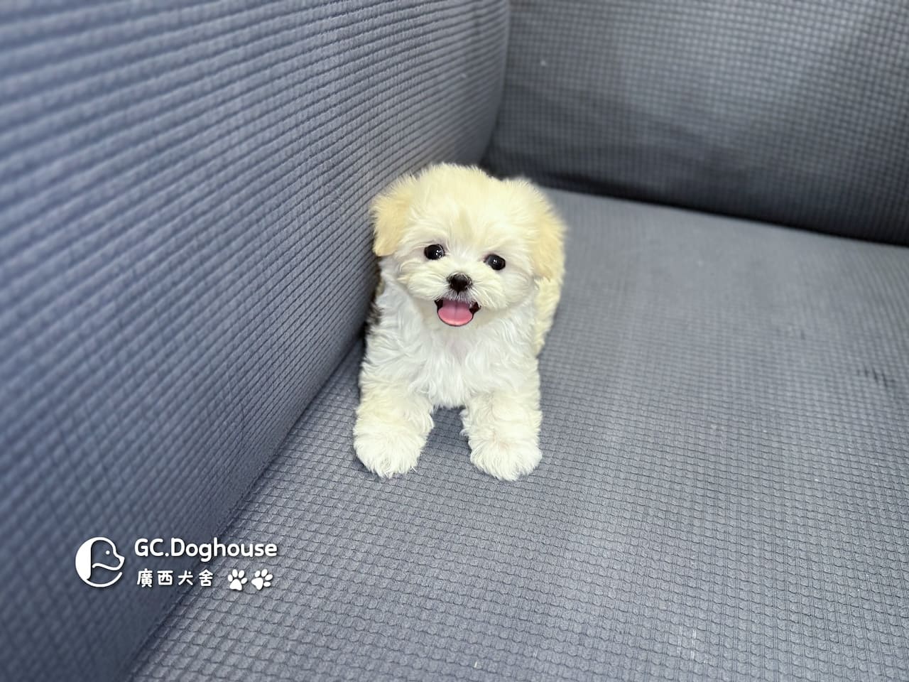 迷你瑪爾濟斯-弟弟 (3492):圖片 19