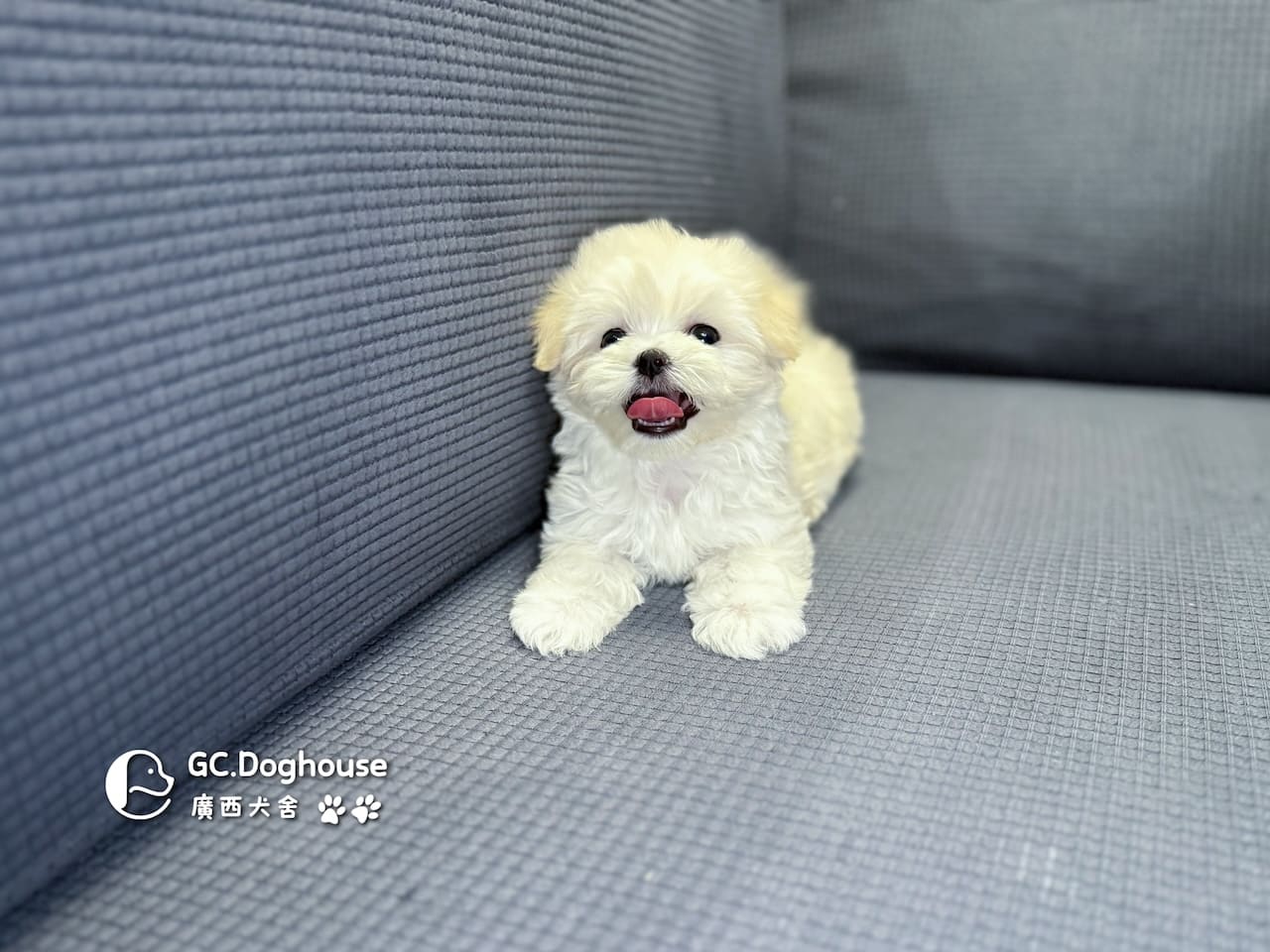 迷你瑪爾濟斯-弟弟 (3492):圖片 2