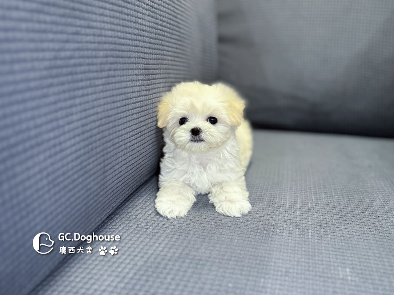 迷你瑪爾濟斯-弟弟 (3492):圖片 18