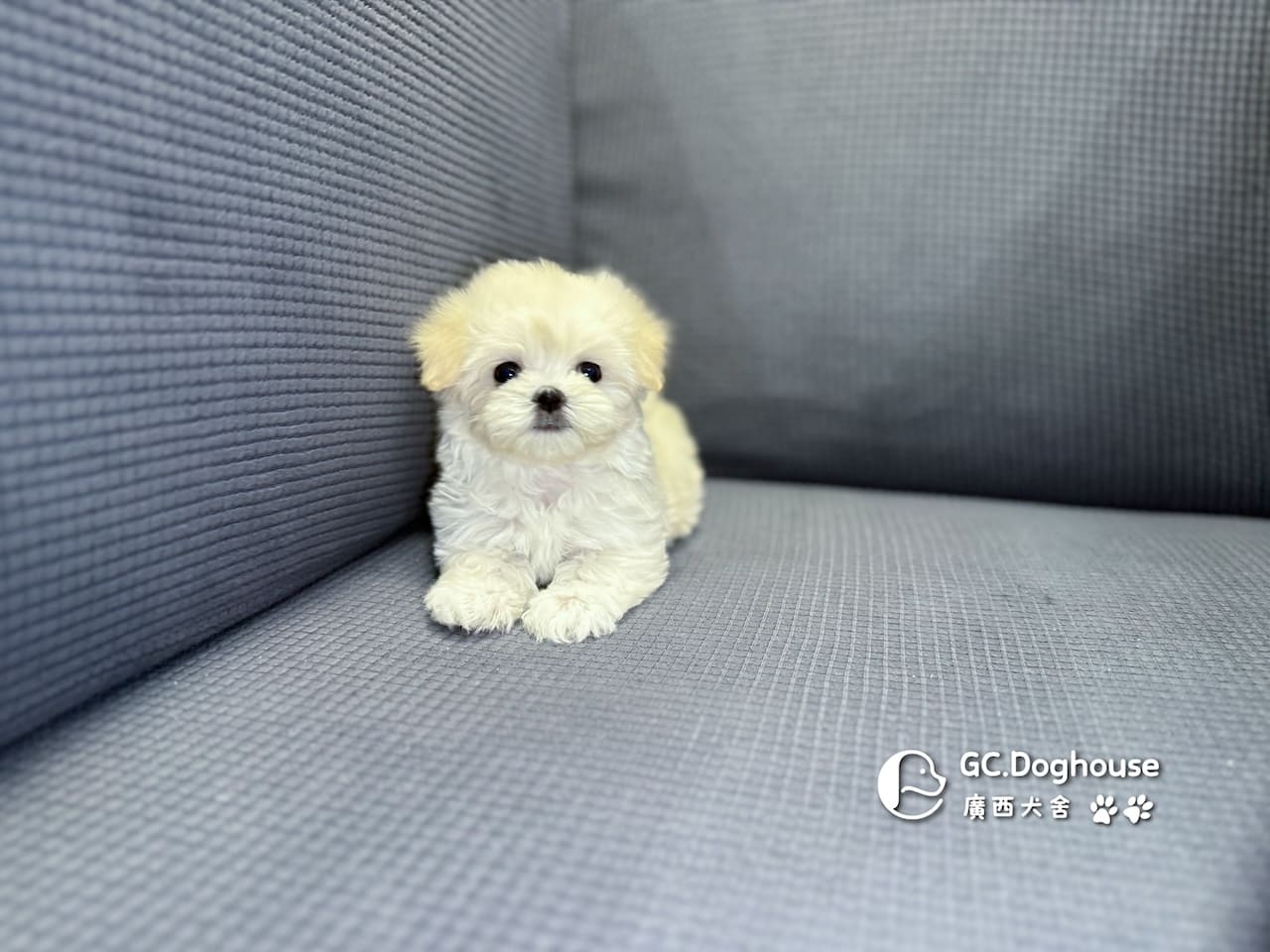 迷你瑪爾濟斯-弟弟 (3492):圖片 16