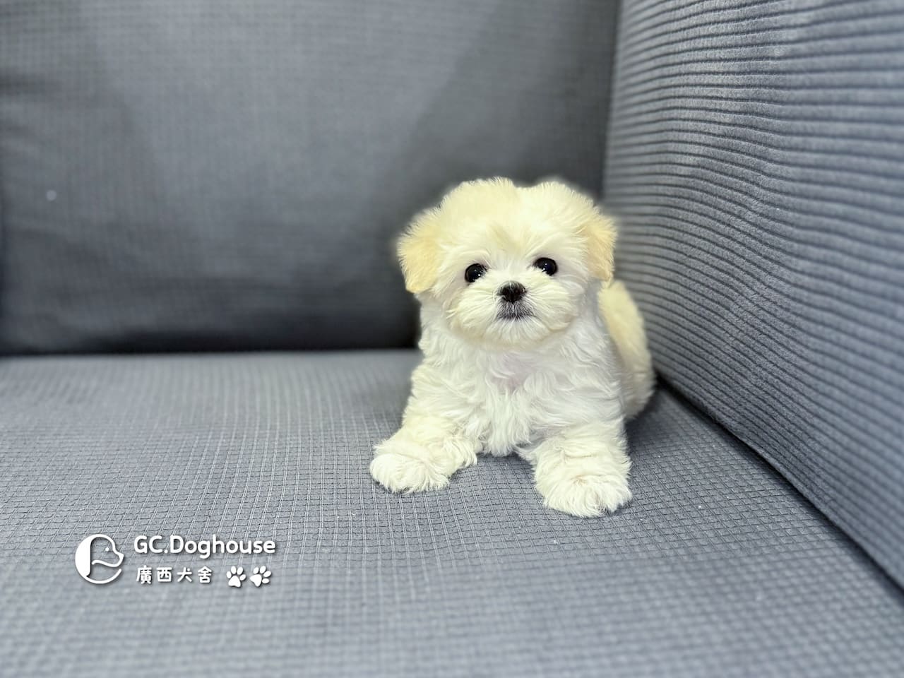 迷你瑪爾濟斯-弟弟 (3492):圖片 15