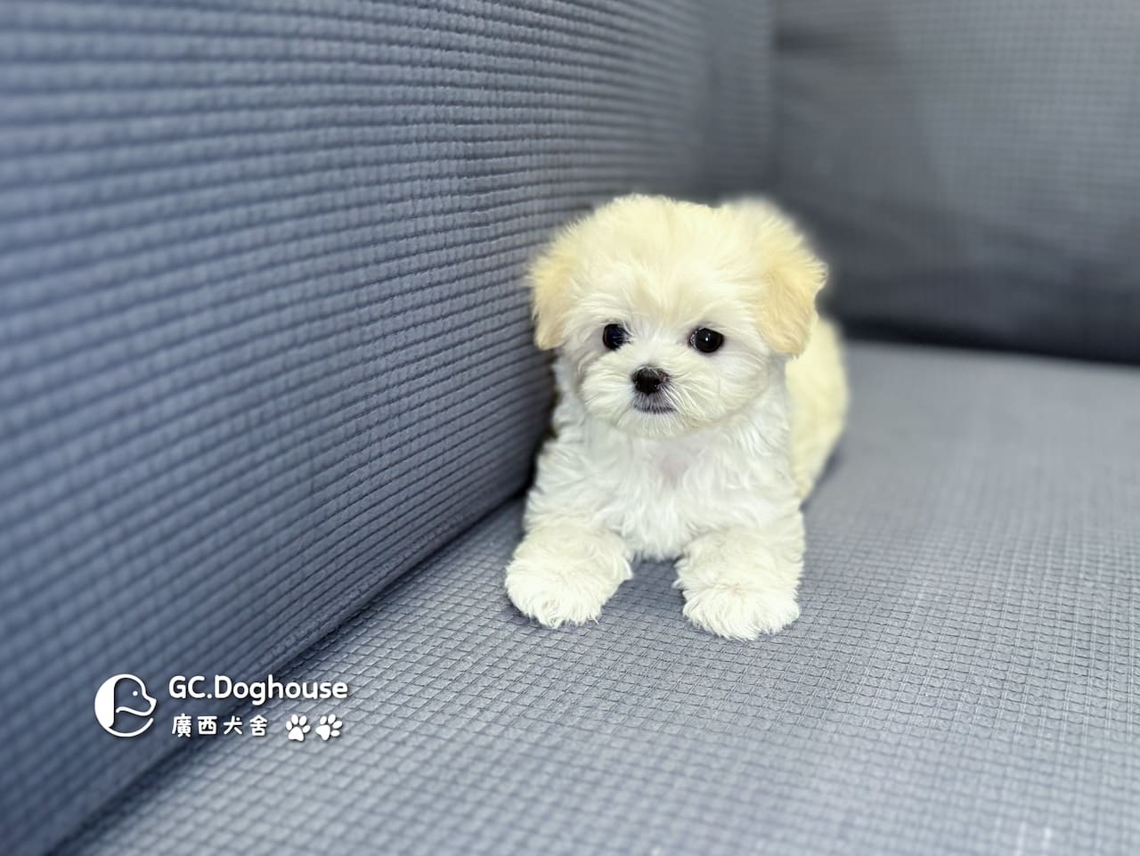 迷你瑪爾濟斯-弟弟 (3492):圖片 13