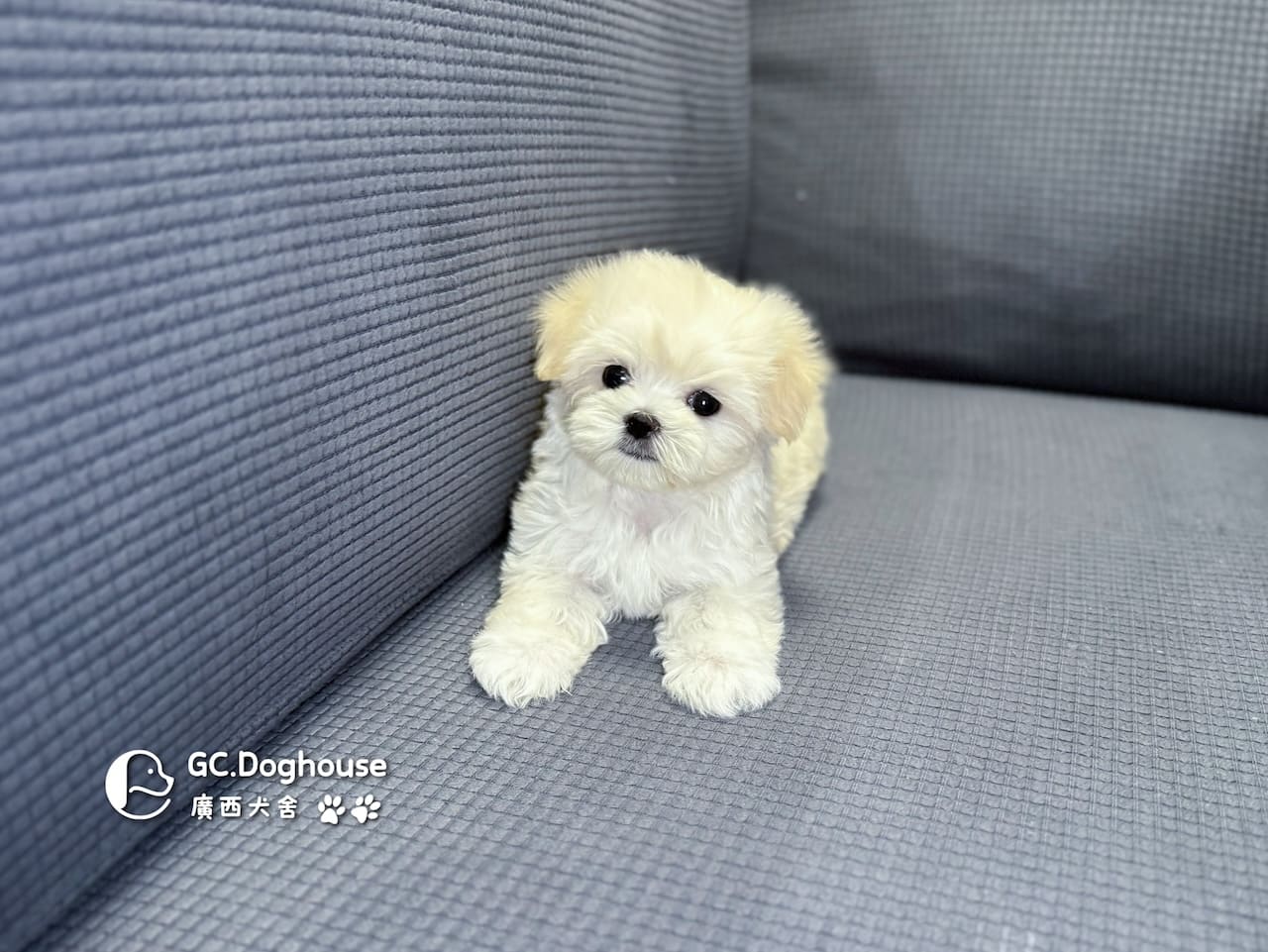 迷你瑪爾濟斯-弟弟 (3492):圖片 10