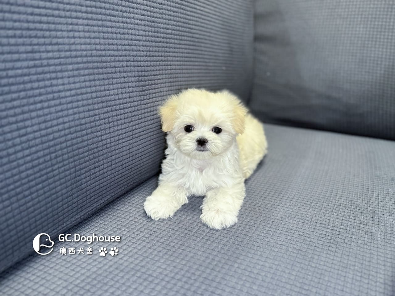 迷你瑪爾濟斯-弟弟 (3492):圖片 9