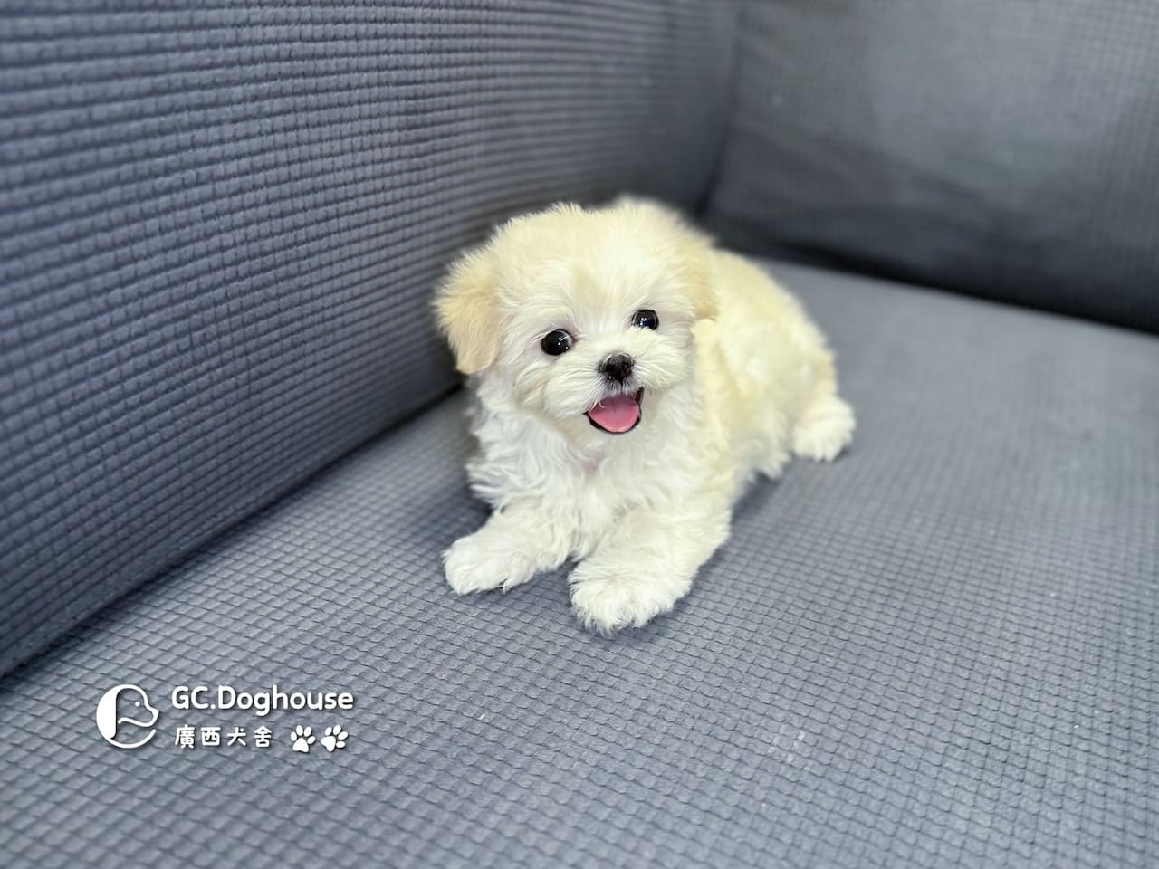 迷你瑪爾濟斯-弟弟 (3492):圖片 7