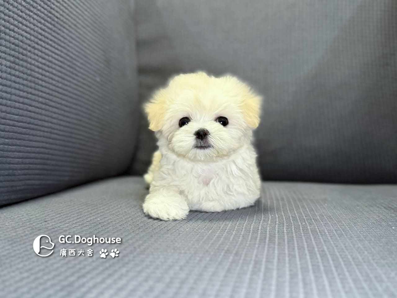 迷你瑪爾濟斯-弟弟 (3492)