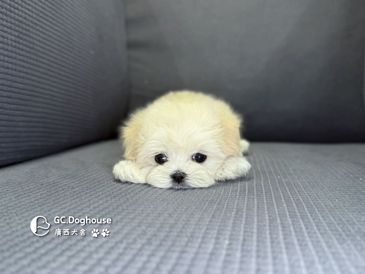 迷你瑪爾濟斯-弟弟 (3492):圖片 5