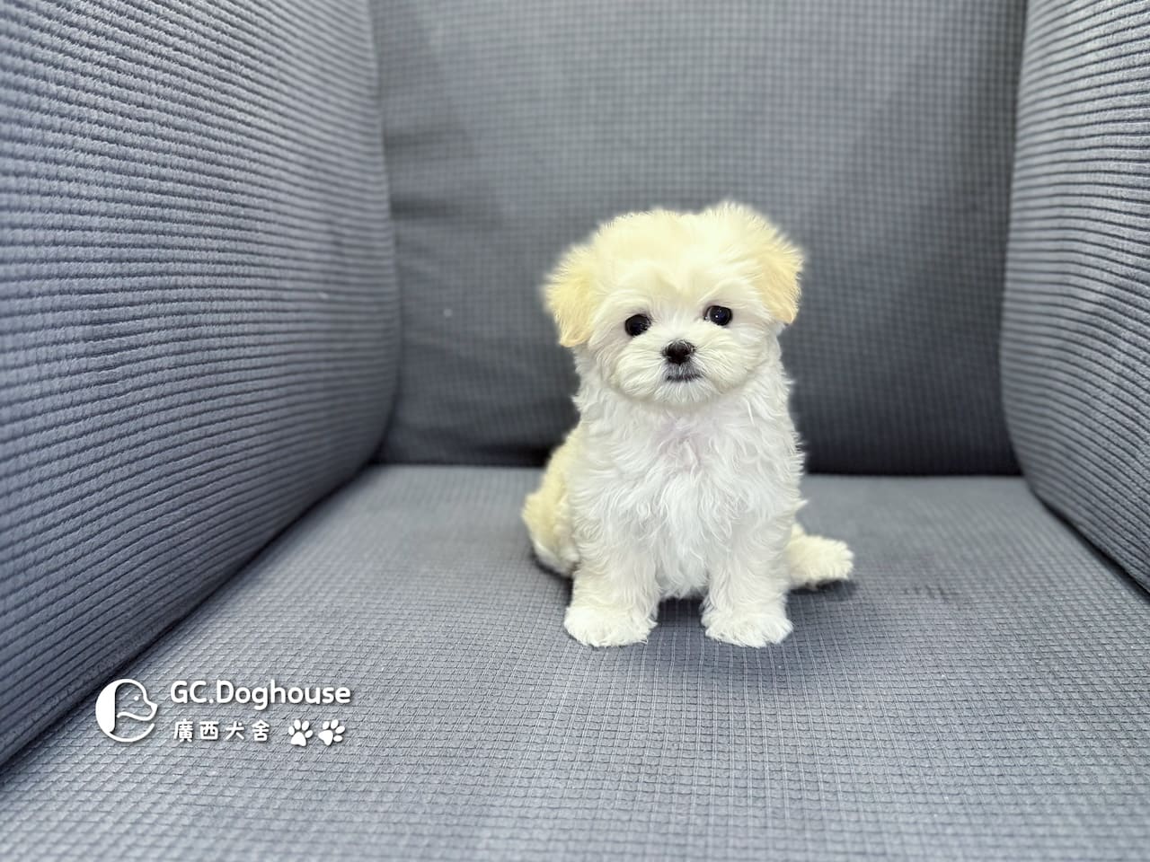 迷你瑪爾濟斯-弟弟 (3492):圖片 4