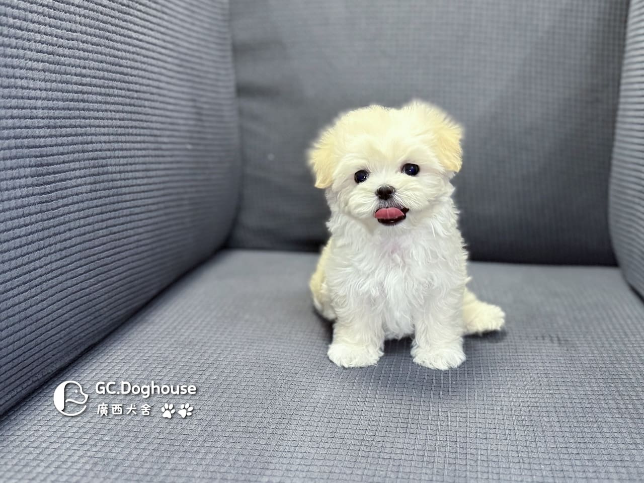 迷你瑪爾濟斯-弟弟 (3492):圖片 3