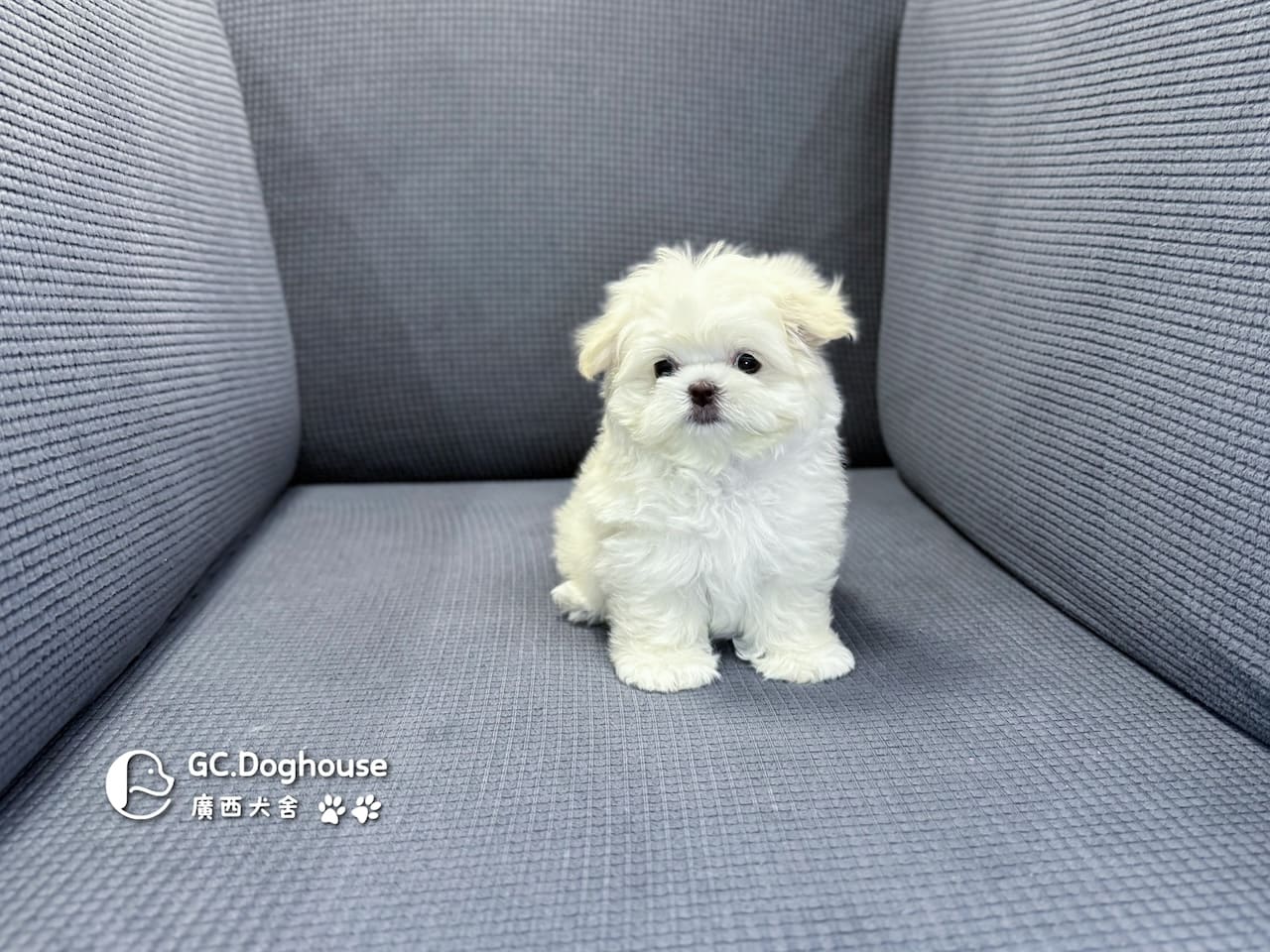 迷你瑪爾濟斯-妹妹 (3494)