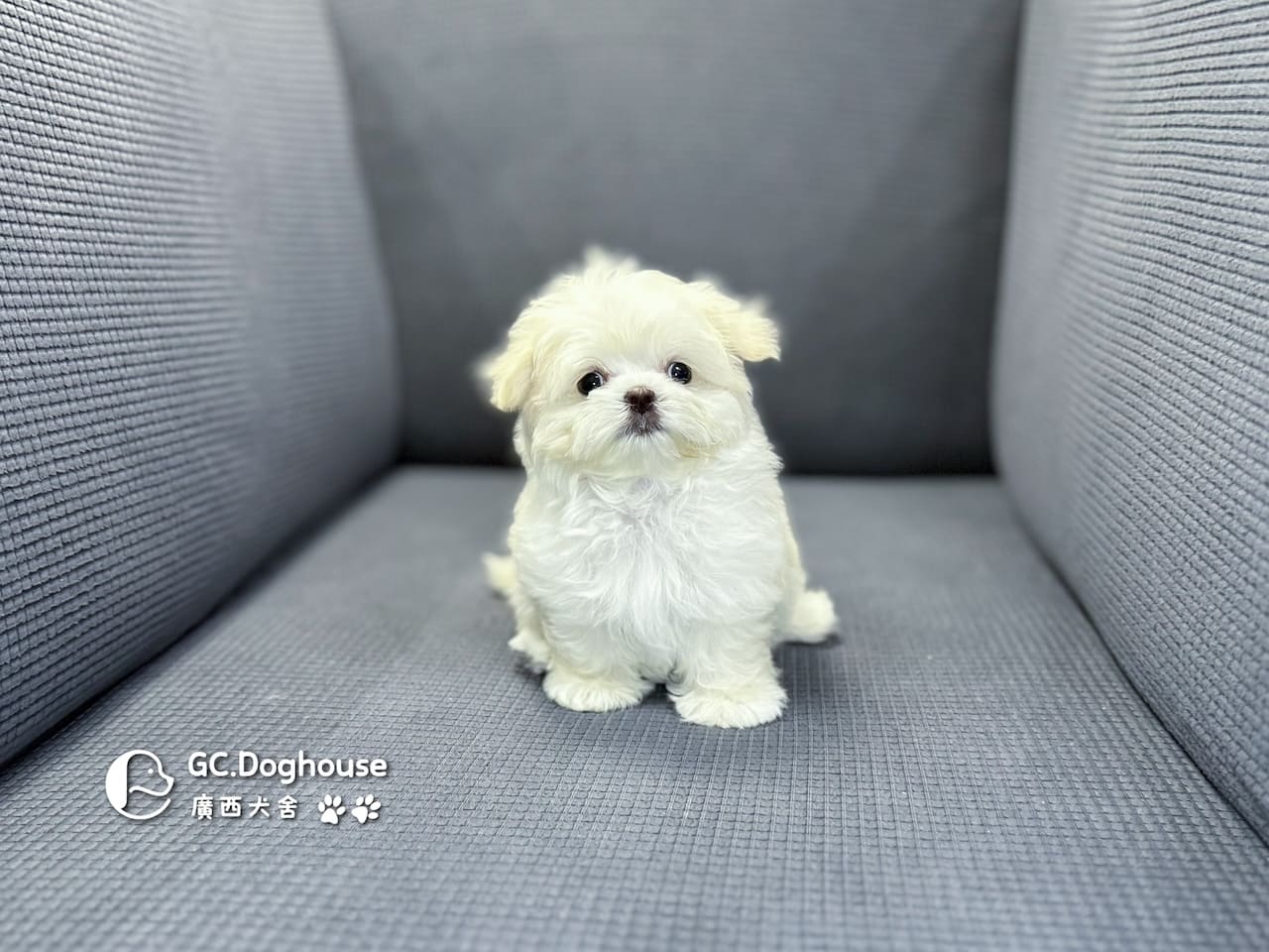 迷你瑪爾濟斯-妹妹 (3494):圖片 9