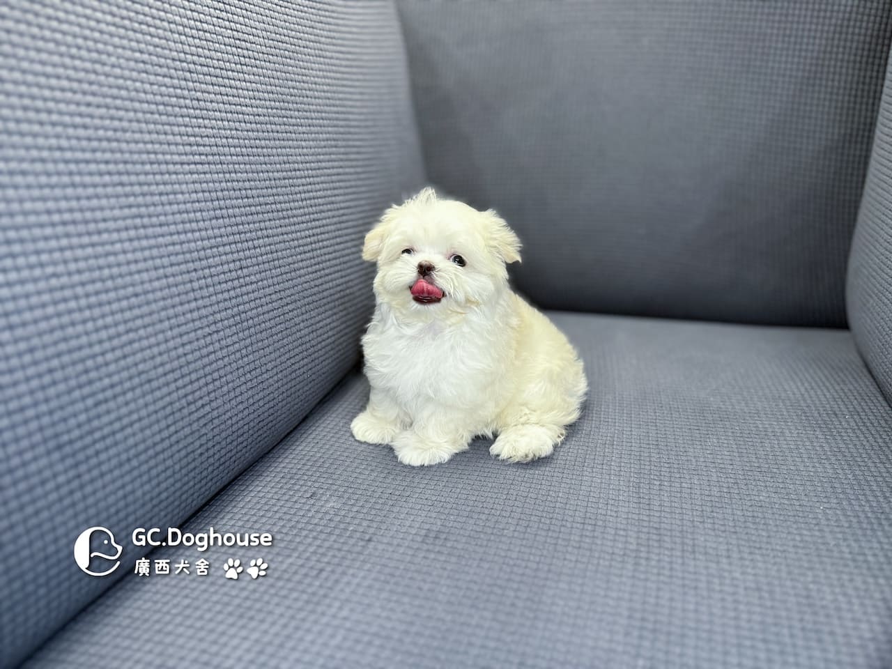 迷你瑪爾濟斯-妹妹 (3494):圖片 8