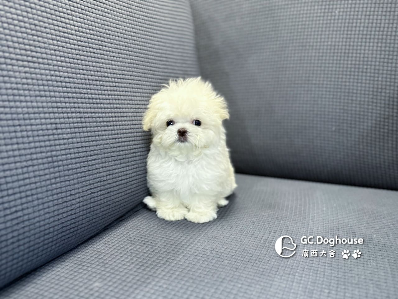 迷你瑪爾濟斯-妹妹 (3494):圖片 7