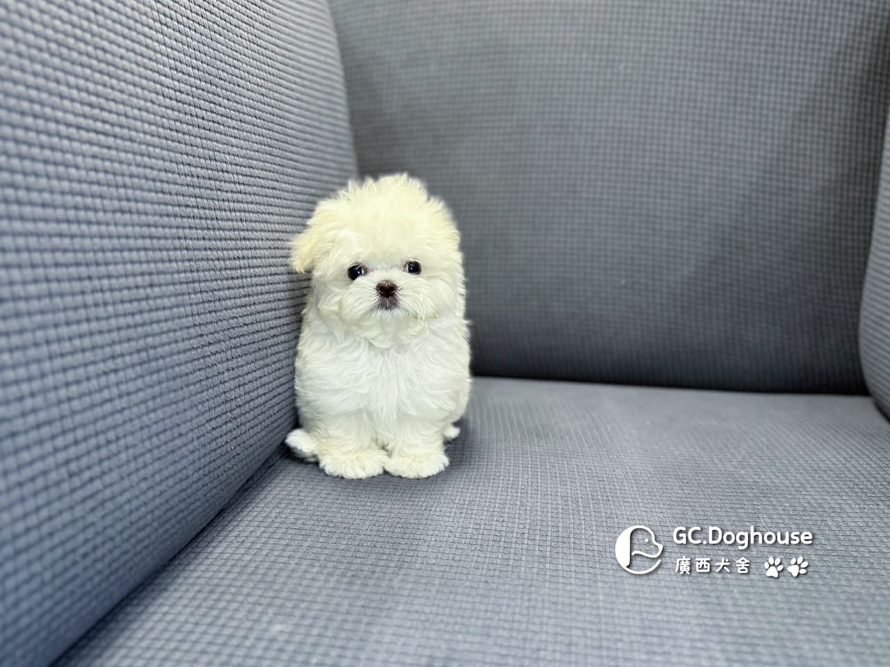 迷你瑪爾濟斯-妹妹 (3494):圖片 6