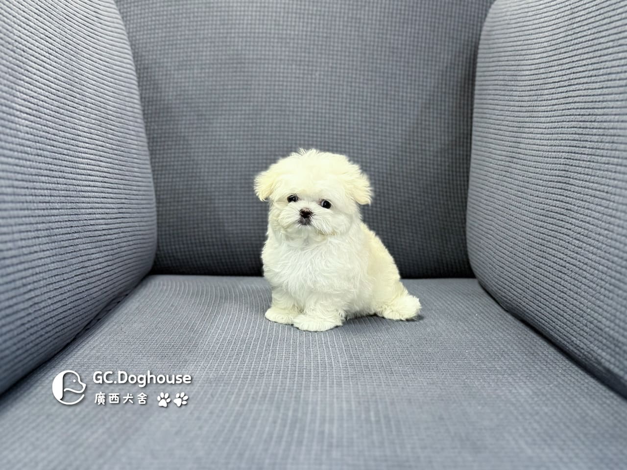 迷你瑪爾濟斯-妹妹 (3494):圖片 5