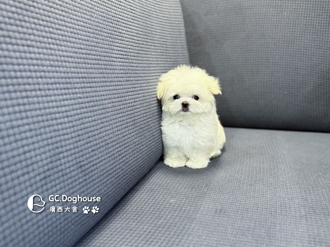 迷你瑪爾濟斯-妹妹 (3494):圖片 4