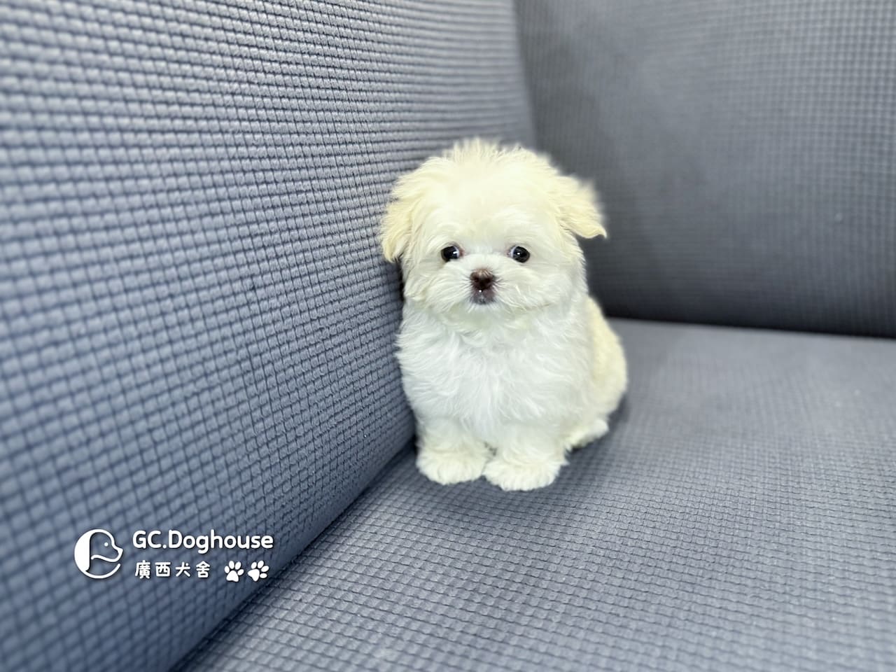 迷你瑪爾濟斯-妹妹 (3494):圖片 3