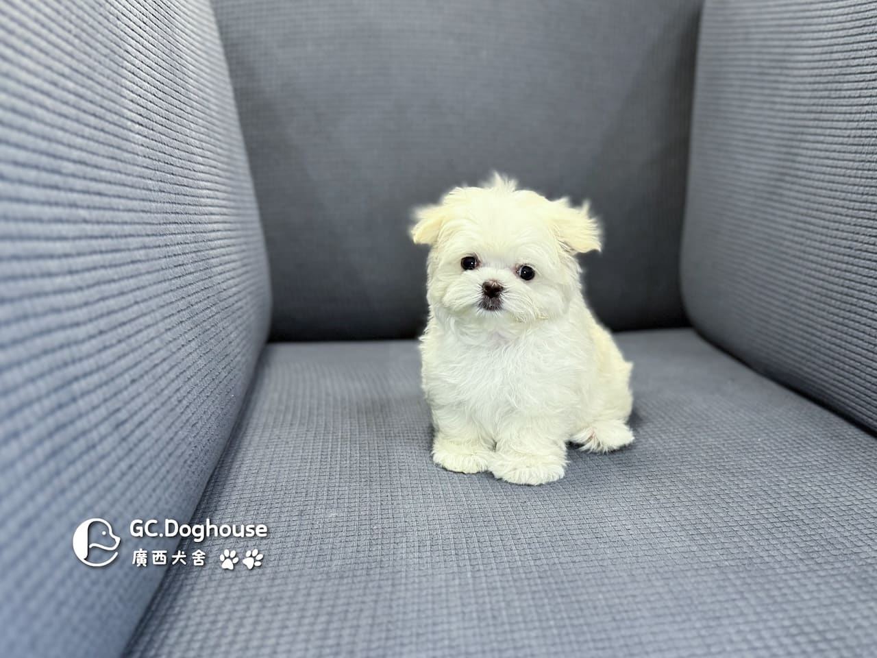 迷你瑪爾濟斯-妹妹 (3494):圖片 2