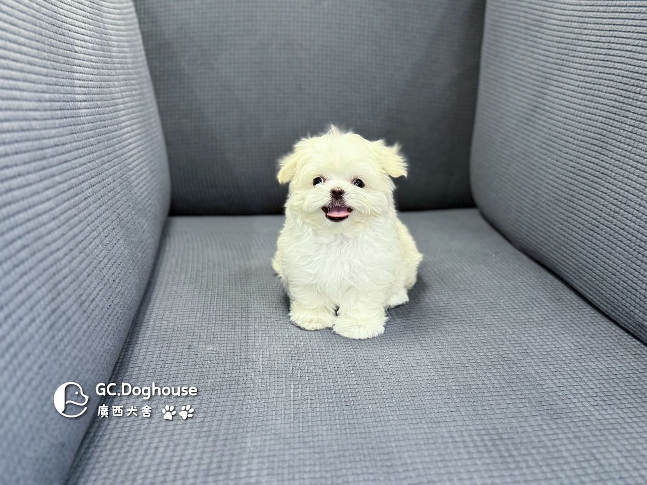 迷你瑪爾濟斯-妹妹 (3494):圖片 19